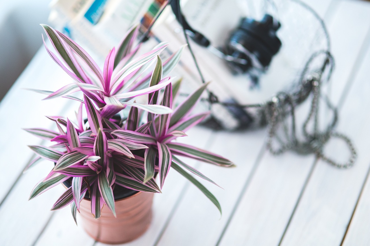 The Benefits of Using Indoor Plants in Your Home Decor